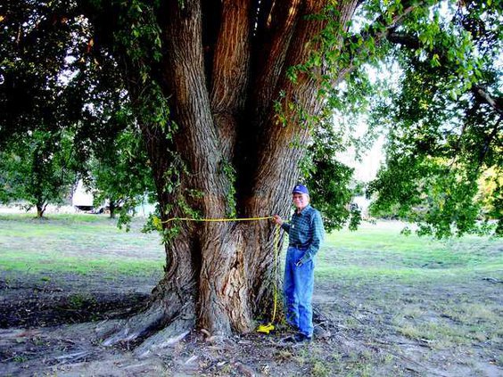 new slt tree biggest