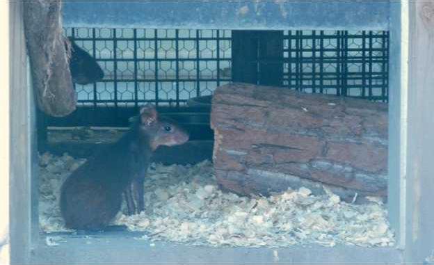 zoo slt agouti-main