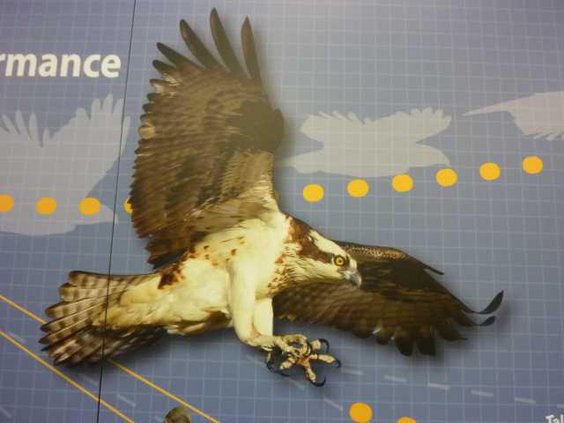 zoo slt eagle-flying