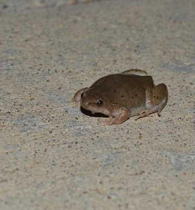 new lgp frogwatchpic