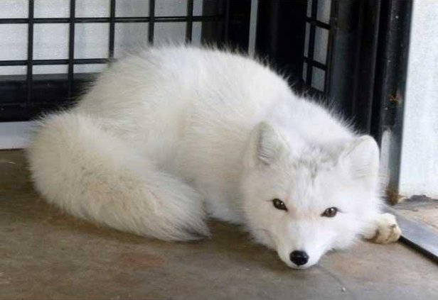 zoo slt fox