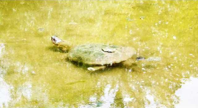 zoo slt turtle