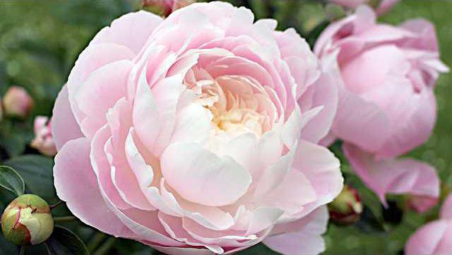 loc slt peonies